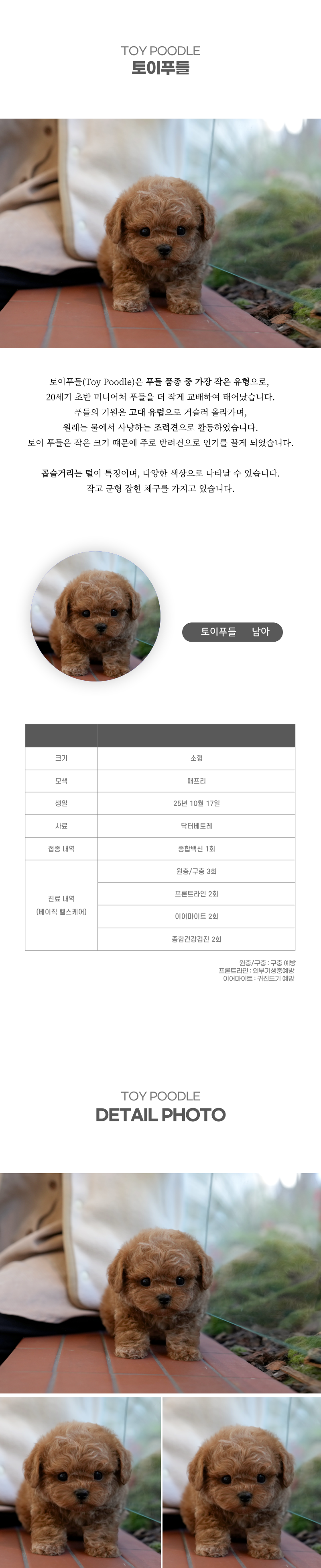 토이푸들_상세이미지_2